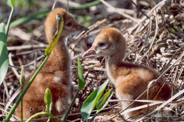 We need to protect precious wildlife in The Villages