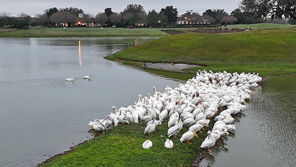 Pod of white pelicans visiting Lopez Legacy driving range