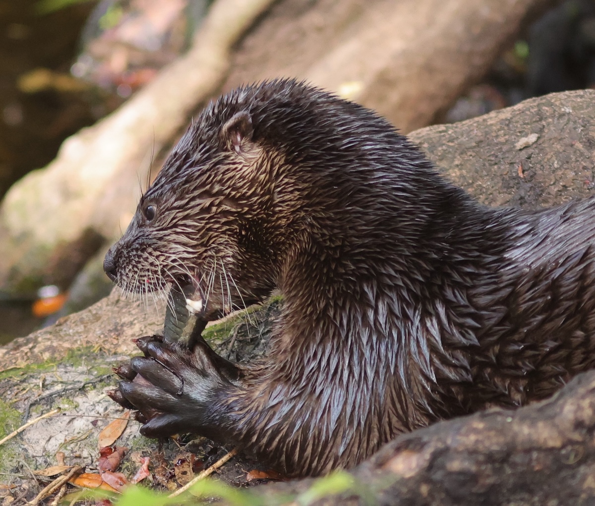River otter enjoying a catfish breakfast in The Villages