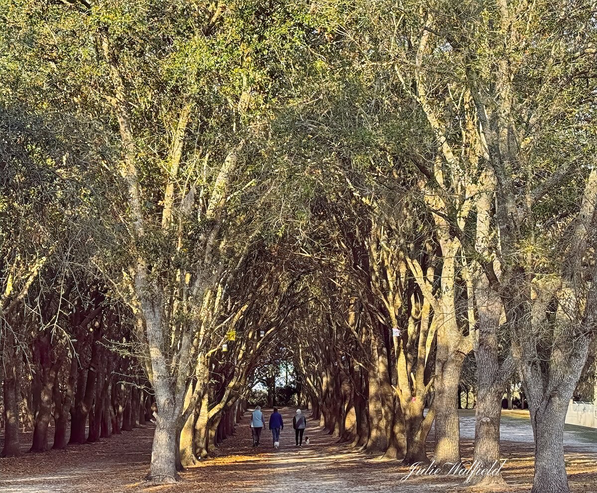 Scenic view of Mulberry Grove Dog Park in The Villages