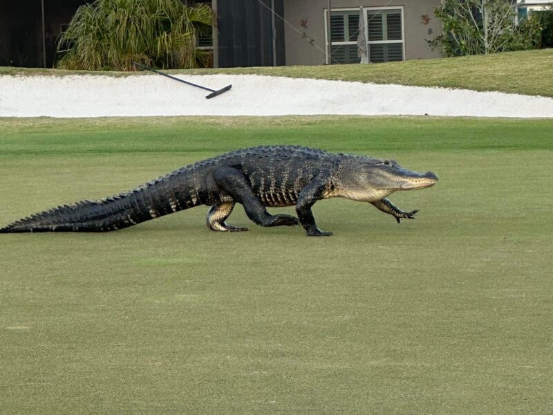 Alligator interrupts golfers at Loblolly Executive Golf Course in The Villages