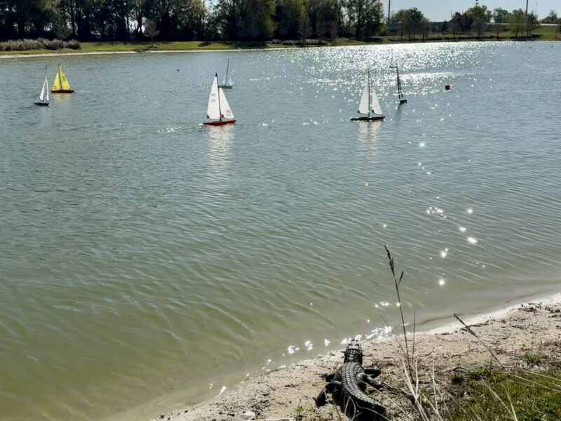 Alligator watching model yacht races at the Everglades Recreation Center