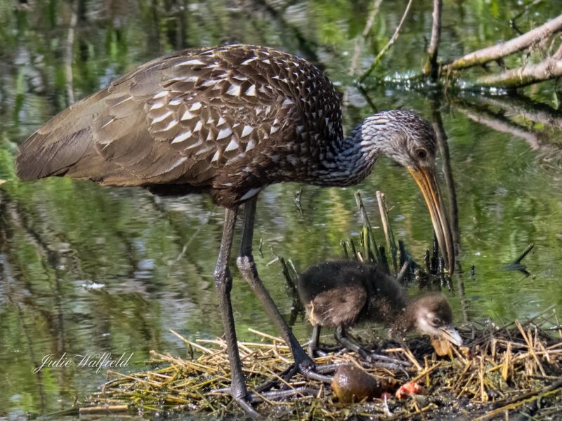 Baby limpkin with mom in the Village of DeLuna