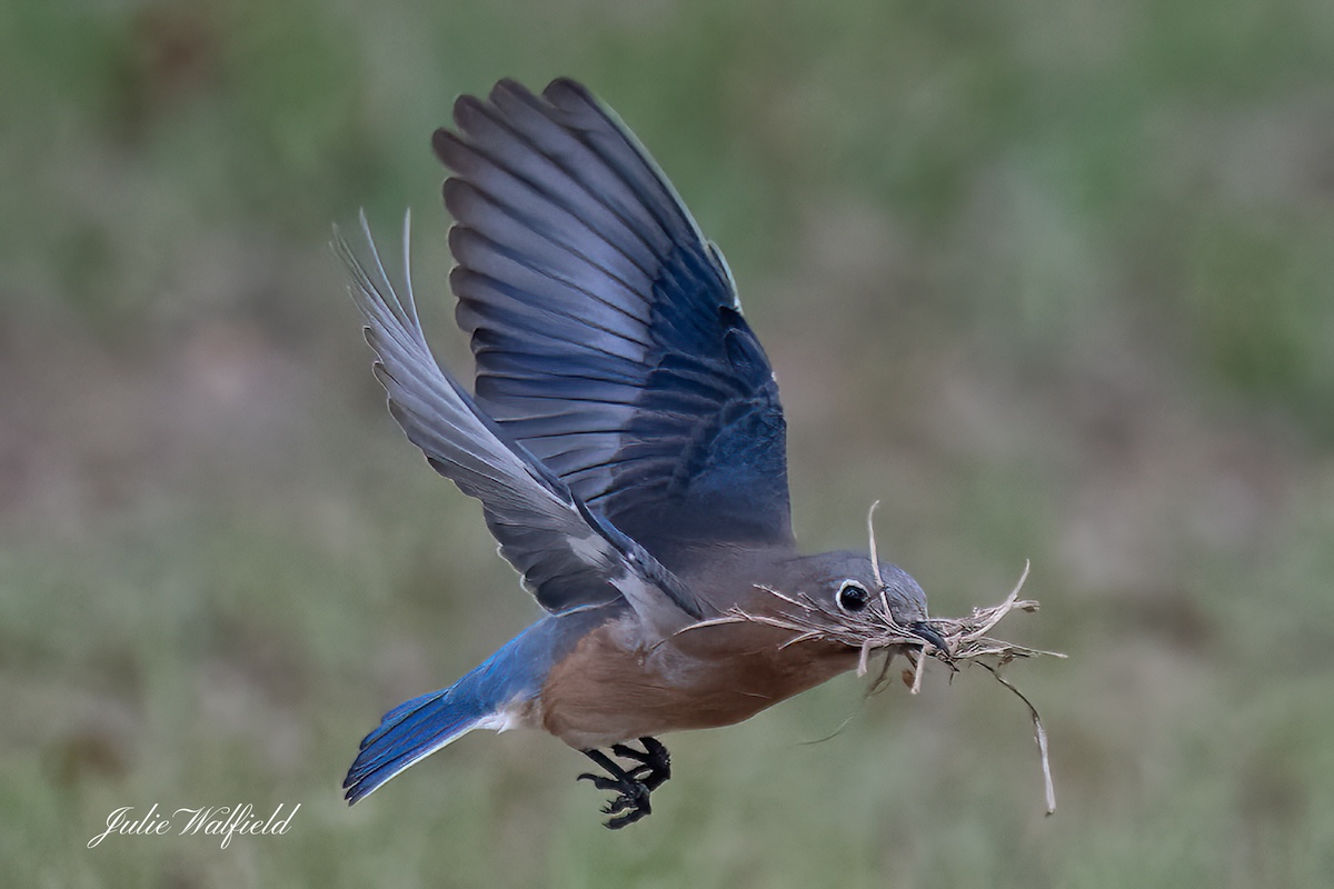 Eastern bluebird building nest in the Village of St. Catherine