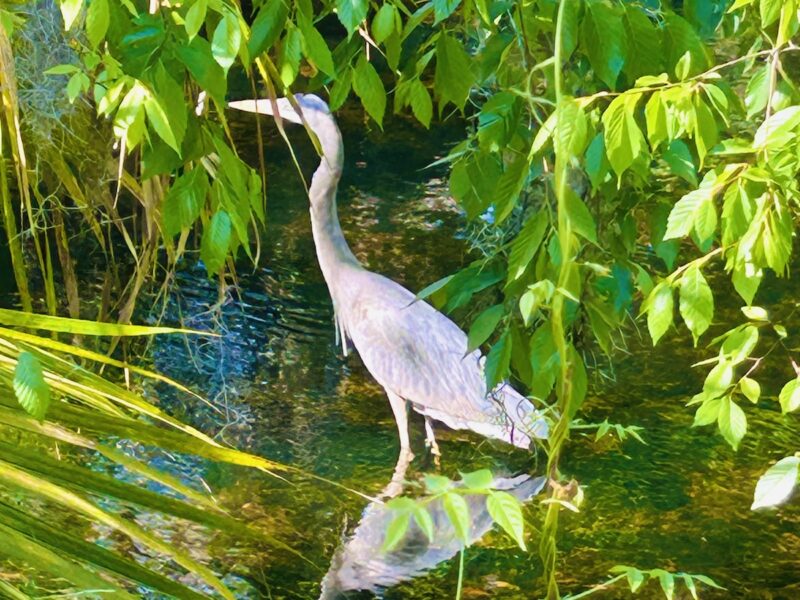 Great blue heron in water at Fenney Nature Trail
