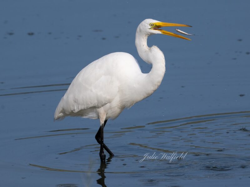 Great egret snacking on appetizer near the Village of Richmond