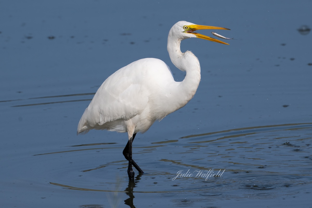 Great egret snacking on appetizer near the Village of Richmond Great egret snacking on appetizer near the Village of Richmond