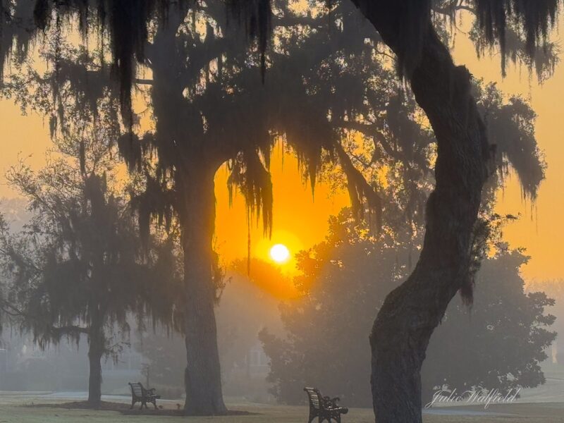 Misty morning at Belmont Executive Golf Course in The Villages