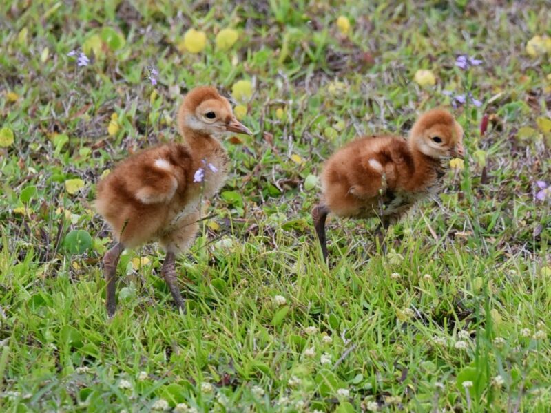 Newborn sandhill crane colts in the Village of Collier