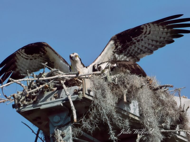 Ospreys tidying up nest at Sharon Rose Wiechens Preserve