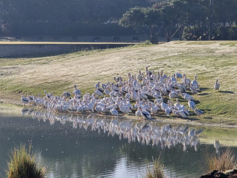 Pelicans watching morning tee shots at Nancy Lopez Ashley Meadows golf course