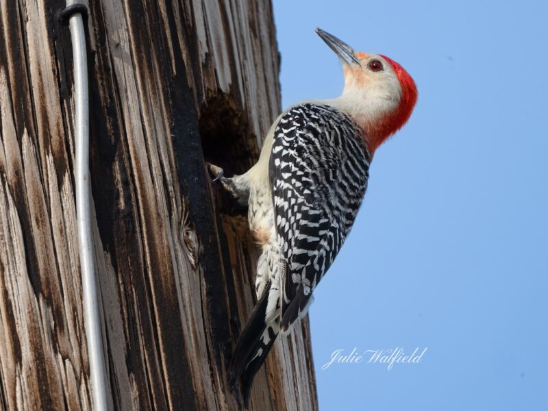 Red-bellied woodpecker building home in The Villages