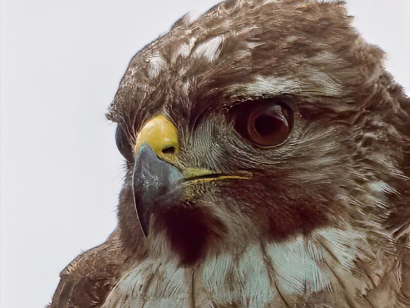 Up close with red-shouldered hawk in The Villages
