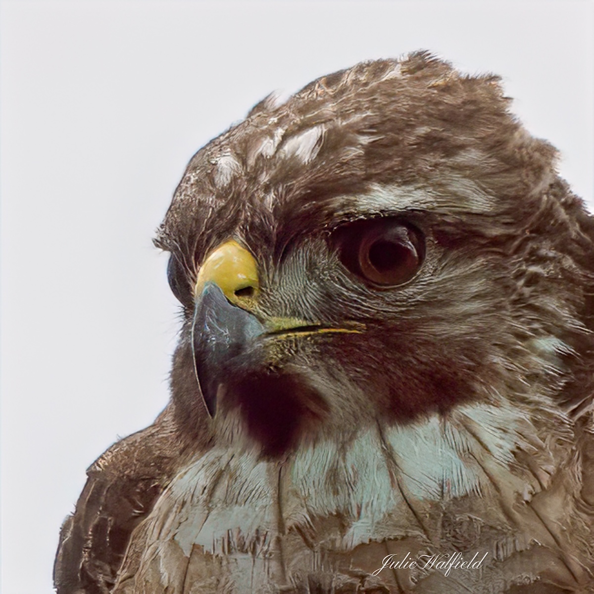 Up close with red-shouldered hawk in The Villages Up close with red-shouldered hawk in The Villages