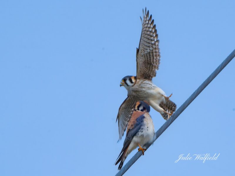 American kestrels cuddling near Briarwood Executive Golf Course