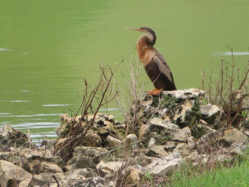 Anhinga sitting by shore in the Village of Pine Ridge