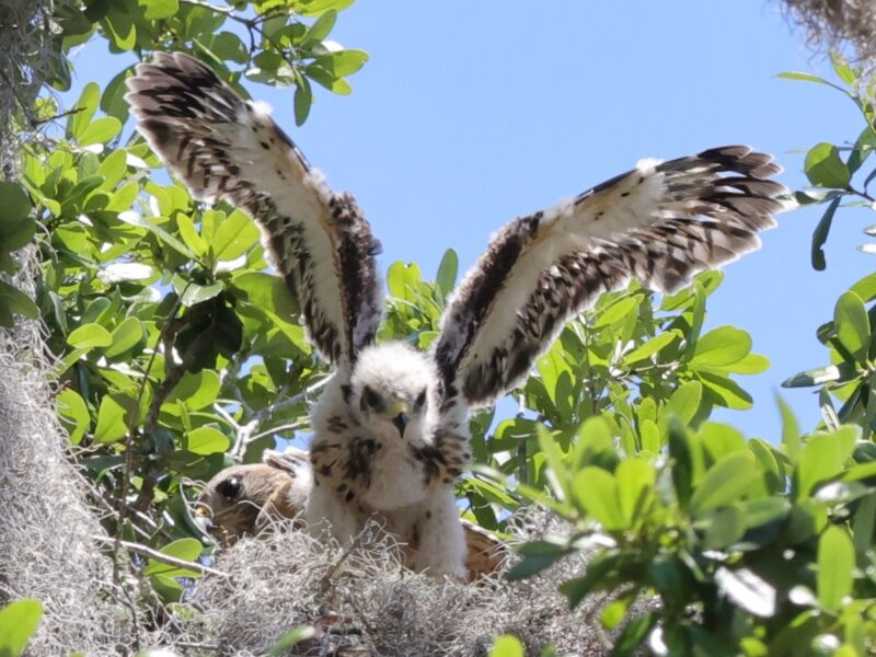 Baby red-shouldered hawk testing out wings in The Villages