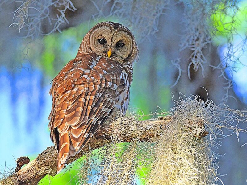 Barred owl in tree at Fenney Nature Trail
