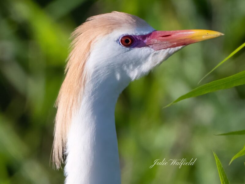 Cattle egret with breeding plumage in the Village of DeLuna