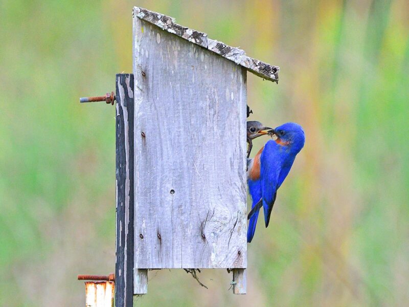 Eastern bluebird feeding its chick in The Villages