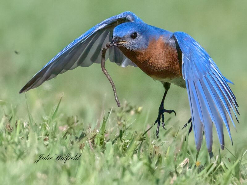Eastern bluebird searching for breakfast in Eastport in The Villages