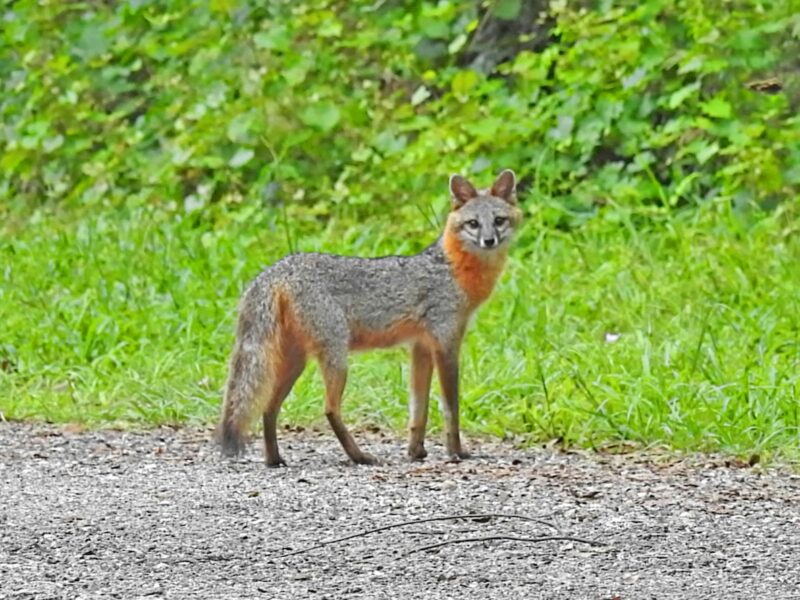 Fox near Cane Garden Country Club