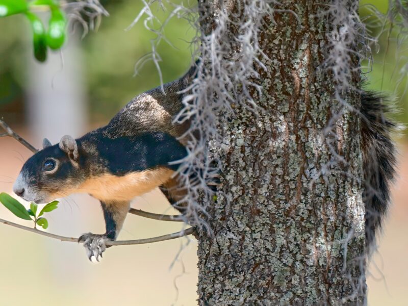 Fox squirrel scampering down tree in the Village of Newell