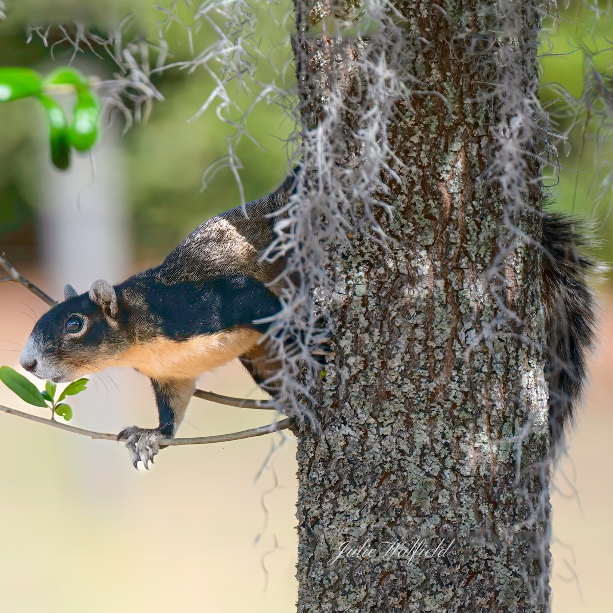 Fox squirrel scampering down tree in the Village of Newell Fox squirrel scampering down tree in the Village of Newell