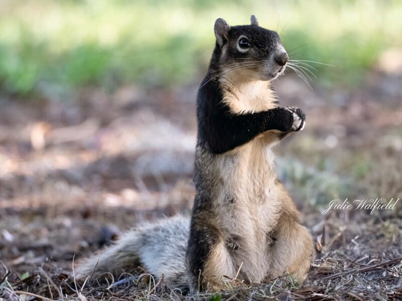 Fox squirrel with friendly greeting on Hogeye Pathway in The Villages