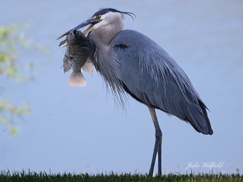 Great blue heron grabs lunch at Franklin Recreation Center