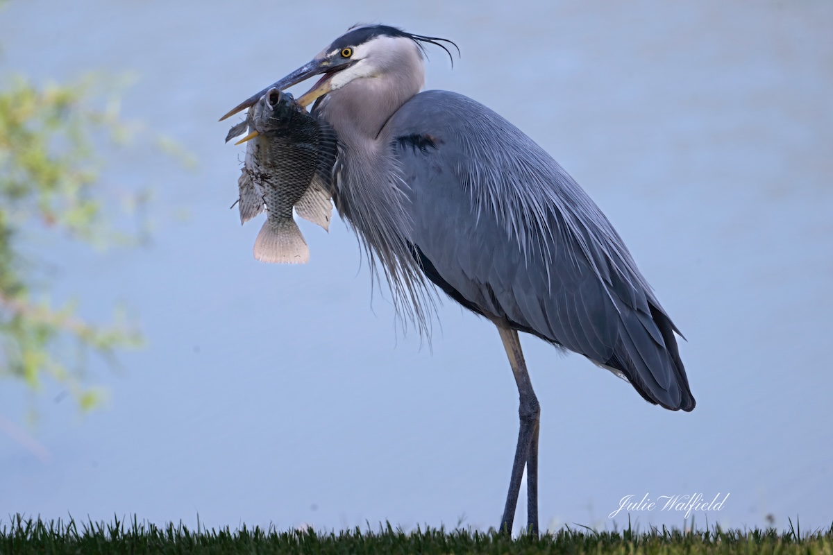 Great blue heron grabs lunch at Franklin Recreation Center Great blue heron grabs lunch at Franklin Recreation Center