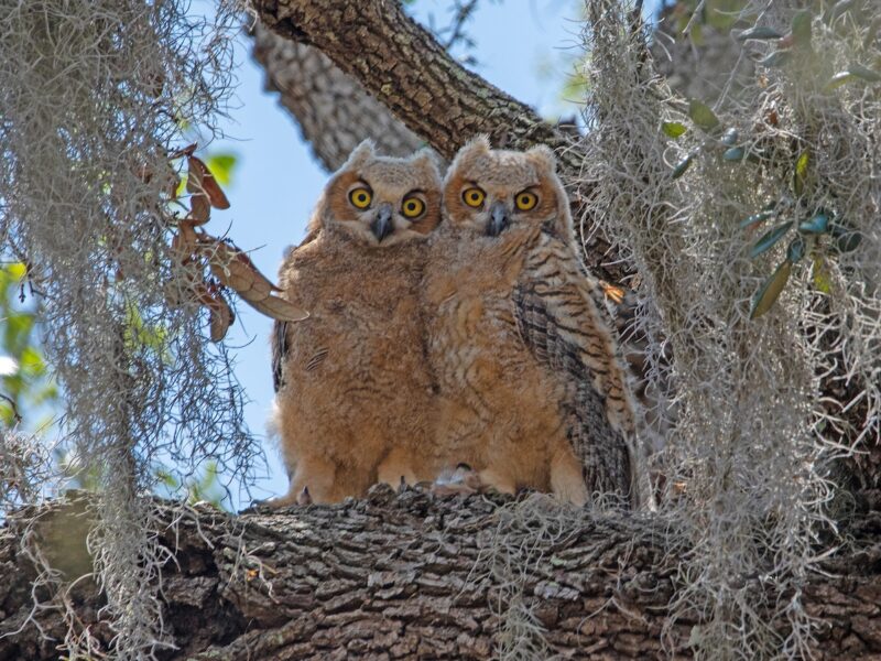 Great horned owlets near Briarwood Executive Golf Course