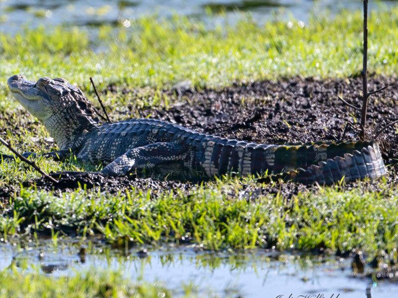 Juvenile alligator soaking up sun in The Villages