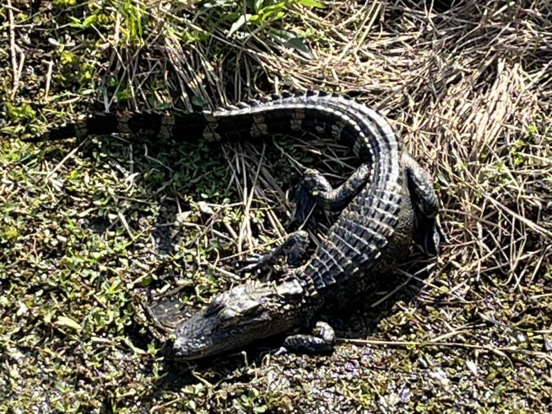 Juvenile alligator sunning at Sharon Rose Wiechens Preserve