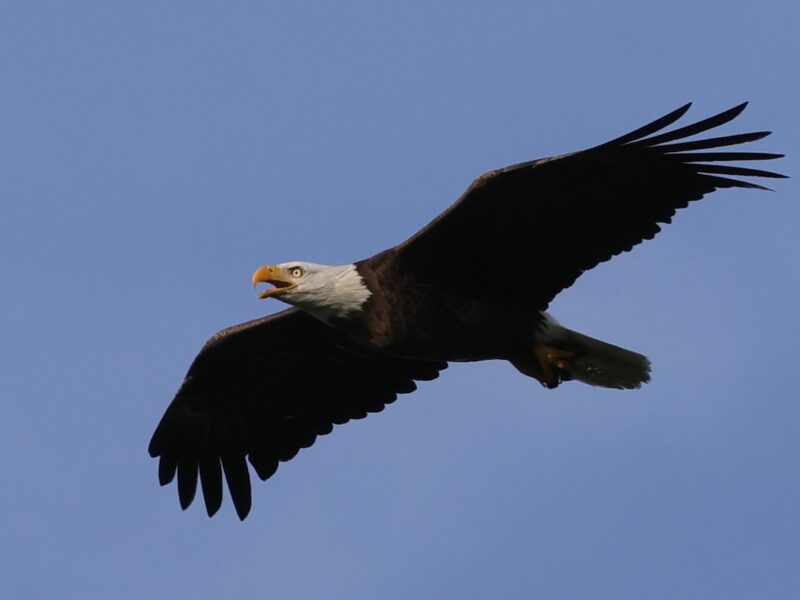 Majestic bald eagle soars above the Village of Fenney