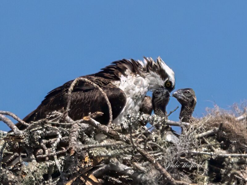 Mother osprey and young at Briarwood Executive Golf Course