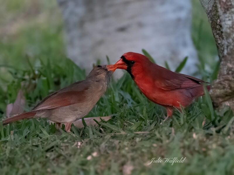 Northern cardinal love behind Okahumpka Recreation Center in The Villages