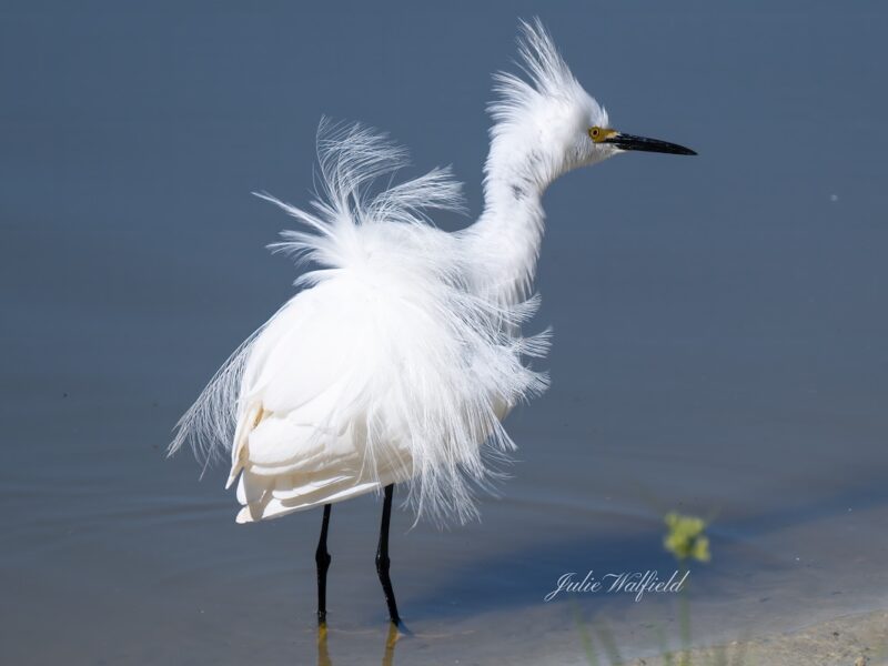 Snowy egret fluffed up in the Village of Moultrie Creek