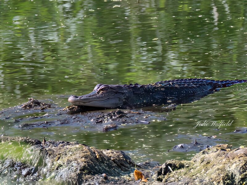 Young alligator basking in the sun in The Villages