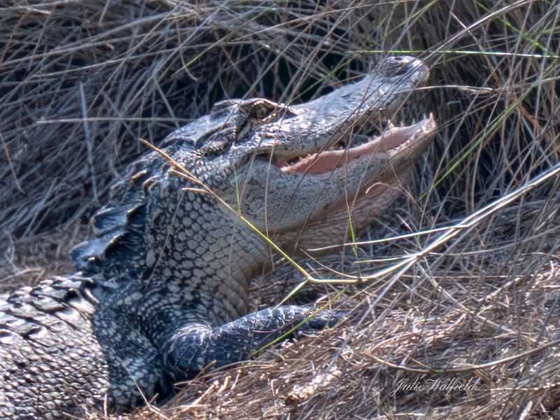 Alligator attempting to relocate in The Villages