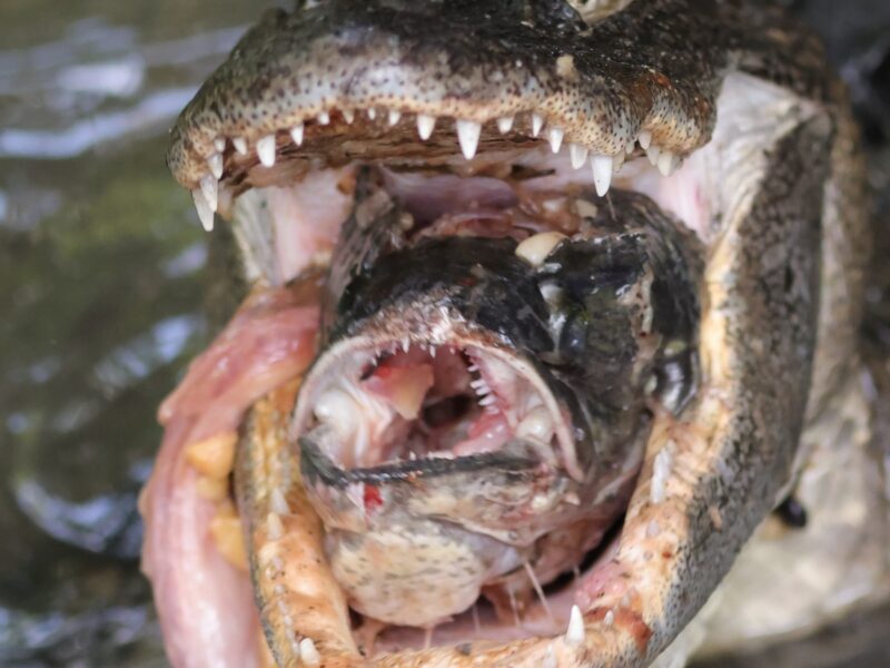 Alligator with catch of the day at Fenney Nature Trail