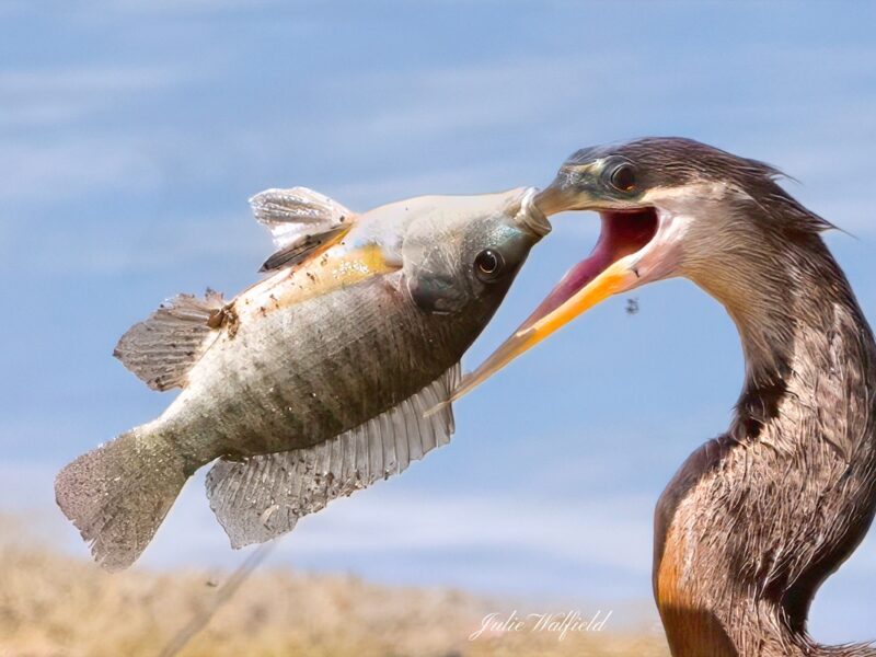 Anhinga struggles with tilapia in the Village of St. Catherine