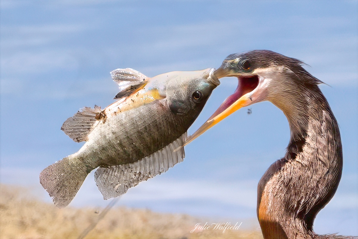 Anhinga struggles with tilapia in the Village of St. Catherine Anhinga struggles with tilapia in the Village of St. Catherine