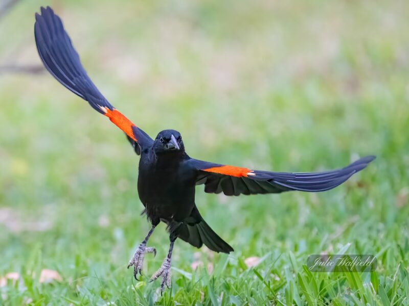 Beautiful red-winged blackbird in the Village of Fenney