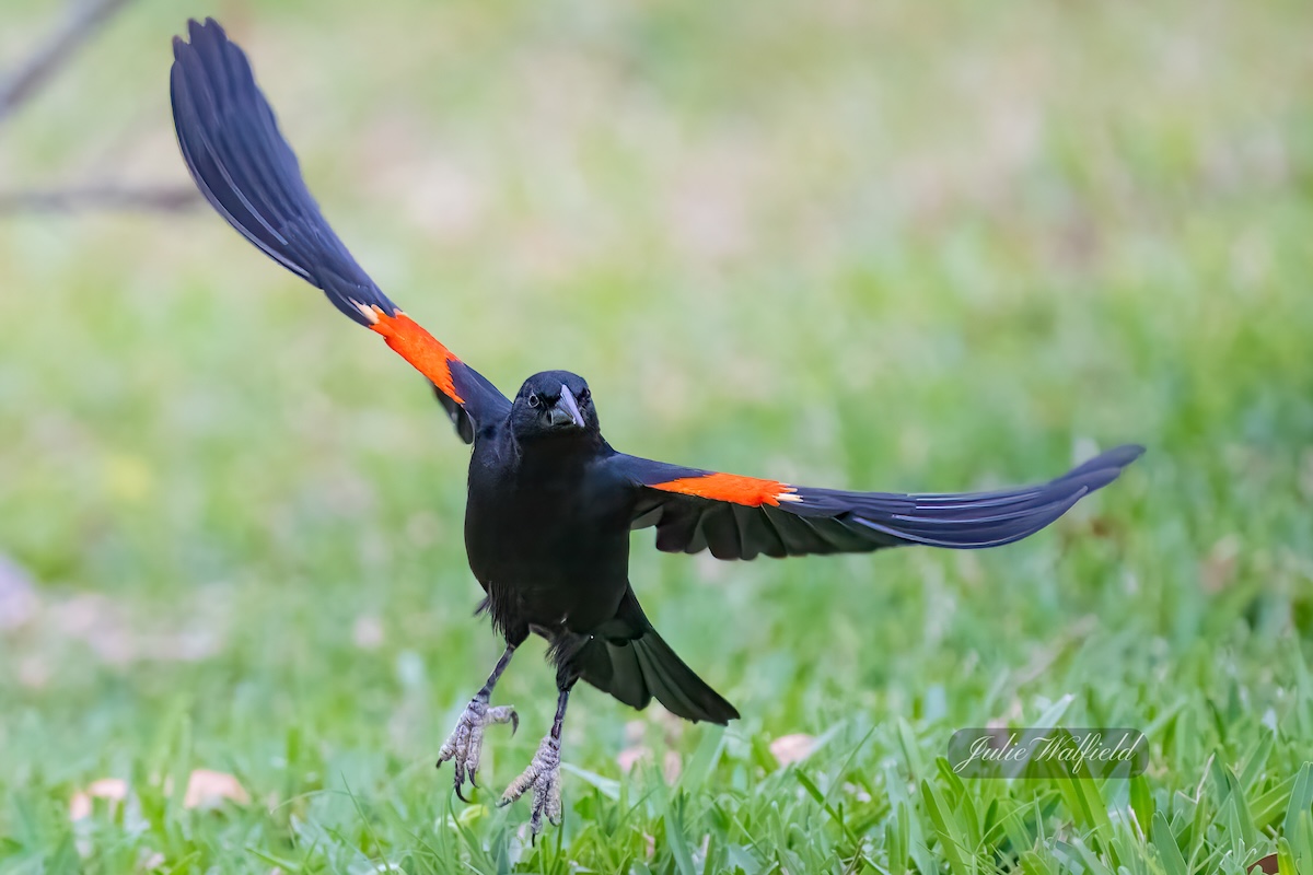 Beautiful red-winged blackbird in the Village of Fenney Beautiful red-winged blackbird in the Village of Fenney