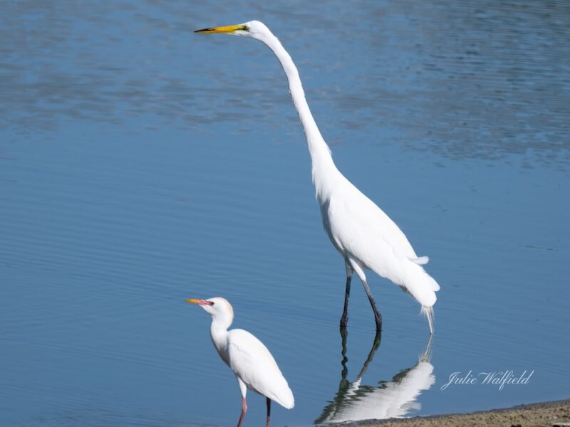 Cattle egret and great egret near Homestead Nature Trail