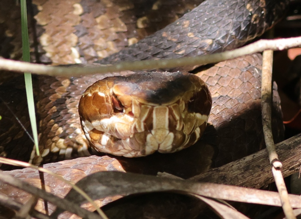 Cottonmouth water moccasin spotted in The Villages Cottonmouth water moccasin spotted in The Villages