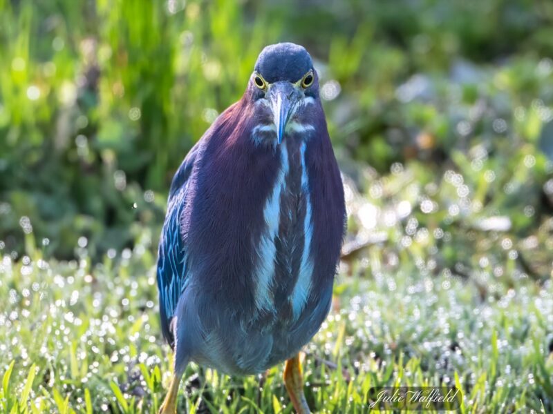 Green heron searching for food in the Village of Shady Brook