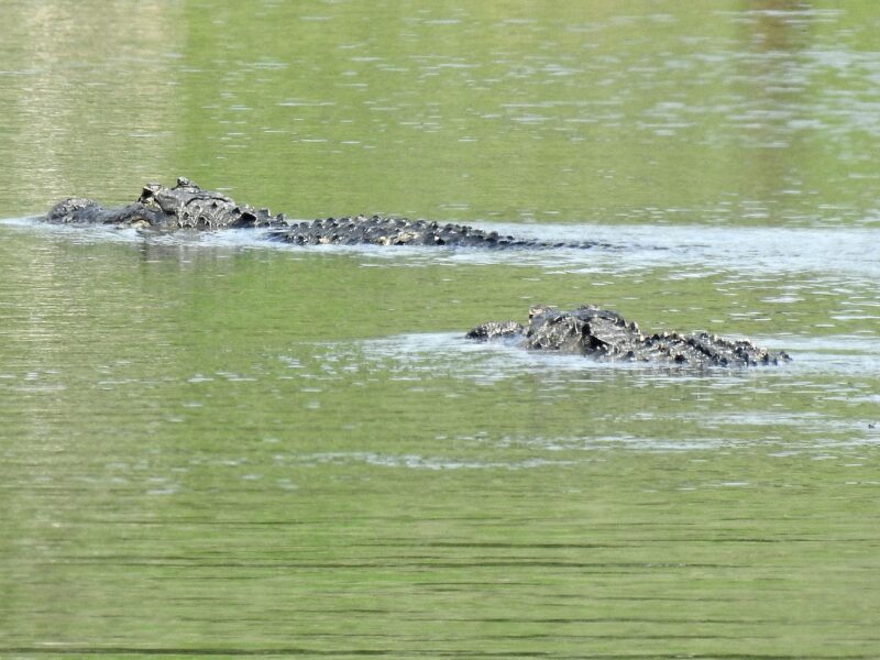 It's alligator mating season in The Villages