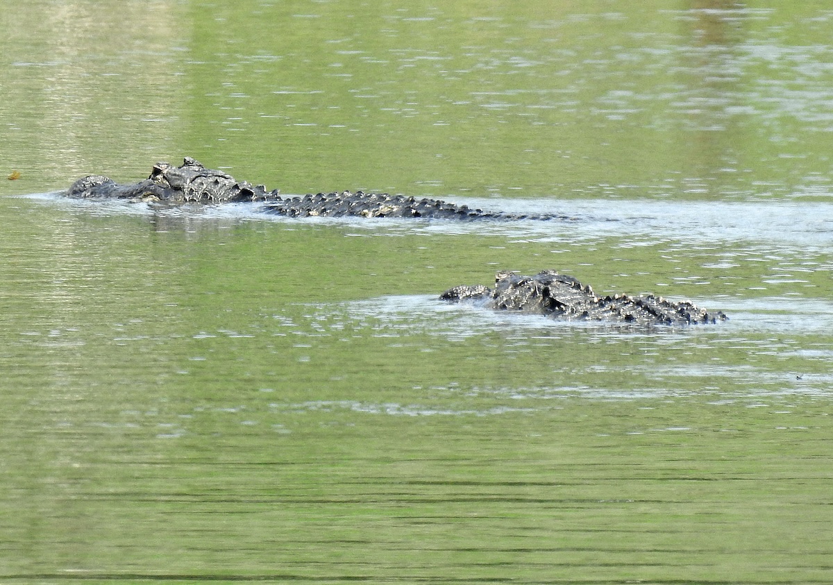 It's alligator mating season in The Villages It's alligator mating season in The Villages